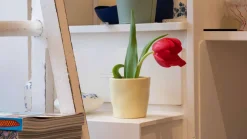 Home Studyo Mok Play Flint Tomato New